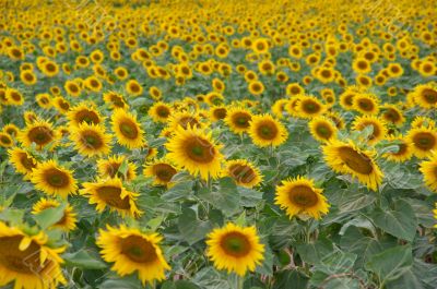 Sunflowers