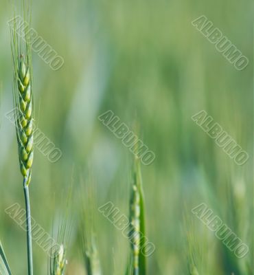 Wheat