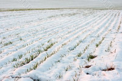 Snowy field