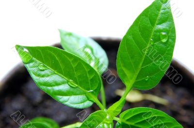 plant