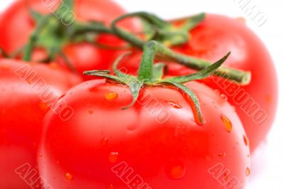 Tomatos