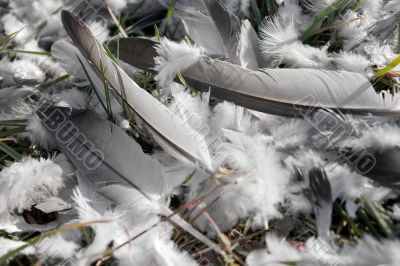 Feather
