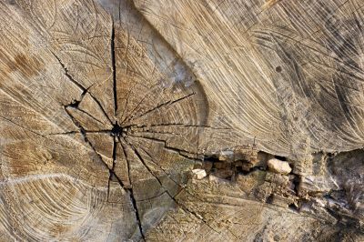Trunk