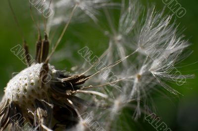 Dandelion