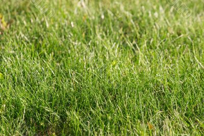 Grass