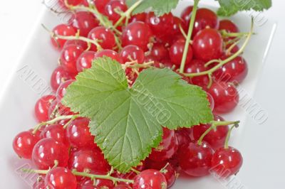 Red Currants on a Plate