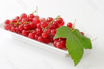 Red Currants with Leaf