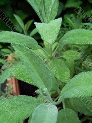 Sage Leaves