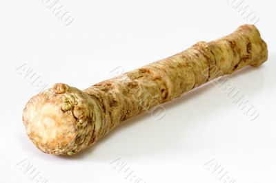 Horseradish