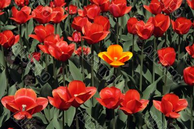 Red tulips.