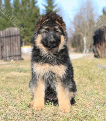 puppy
