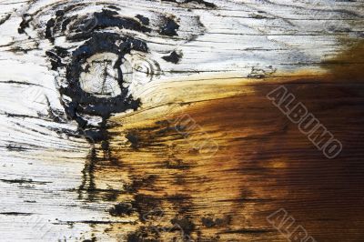Painted wooden eye