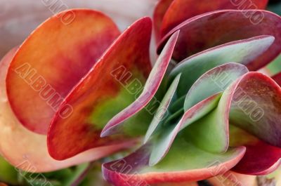 Swirls of color