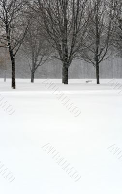Trees during snowstorm