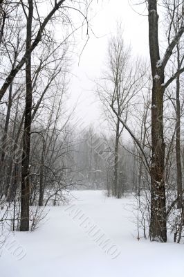Winter forest landscape