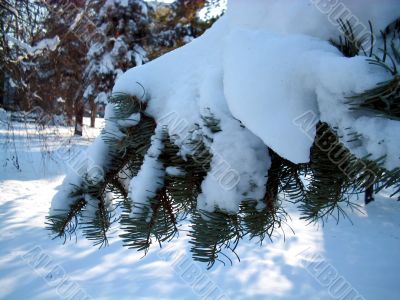 Pine branch under a snow