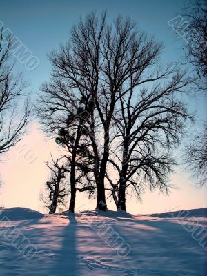 Winter  trees