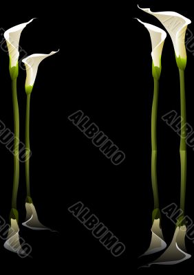 Calla lilies