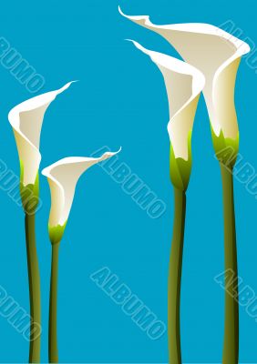 Calla lilies