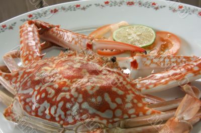 aquatic, claw, claws, cook, crab, fish, isolated, legs, marine,