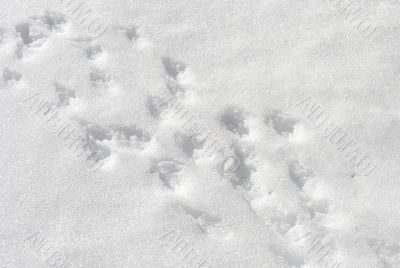 Animal tracks