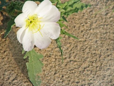 Beauty against all odds