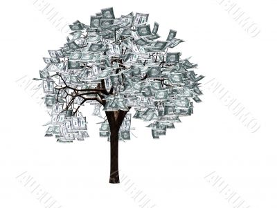 The money tree