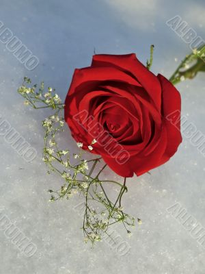 Red Rose om Ice