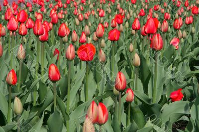 Red tulips.
