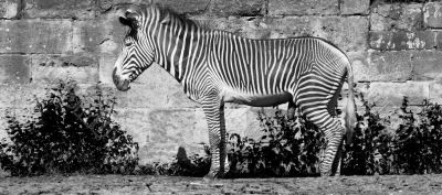 grevy zebra