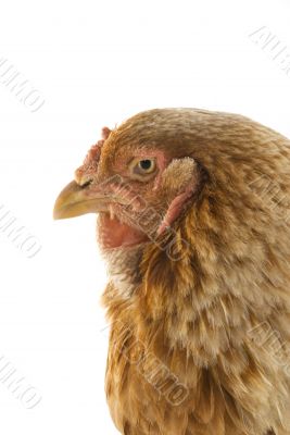 Head of a brown chicken