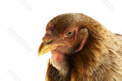 Brown chicken