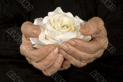 old hands holding white rose