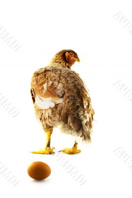 chicken with egg behind