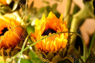 Arrangement of Sunflowers