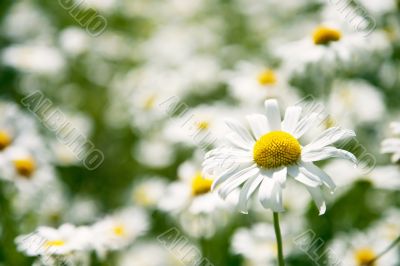 Springtime with daisies