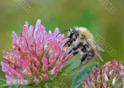 bumble bee
