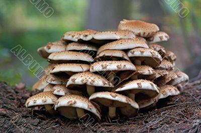 bootlace fungus
