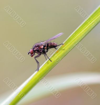 small fly