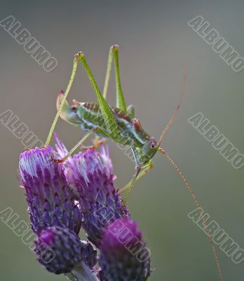 grasshopper