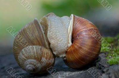 snails
