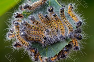 beads on the leaf