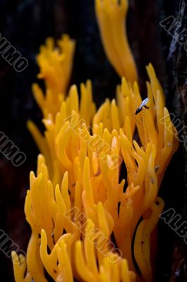 coral mushroom