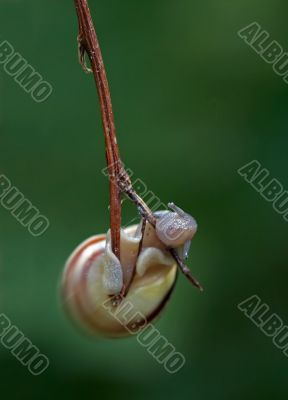 snail like the pendulum