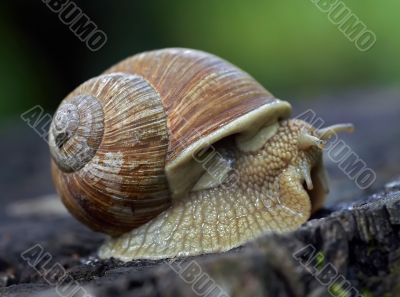 old snail