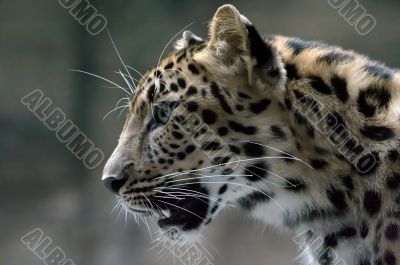 wild cat