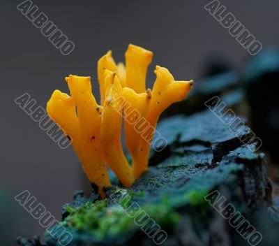 green-staining coral mushroom