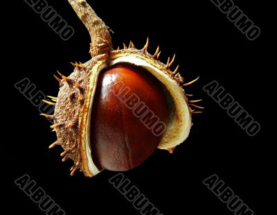 cracked chestnut
