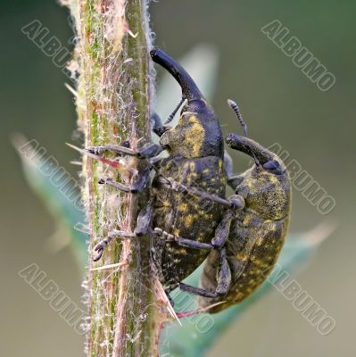 weevils