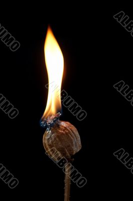 burning poppyhead